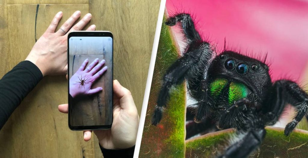 تطبيق جديد يساهم في التخلّص من فوبيا العناكب .. جربه الآن !