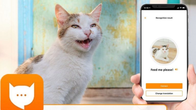 تعرّفوا على تطبيق Meow Talk لترجمة لغة القطط !