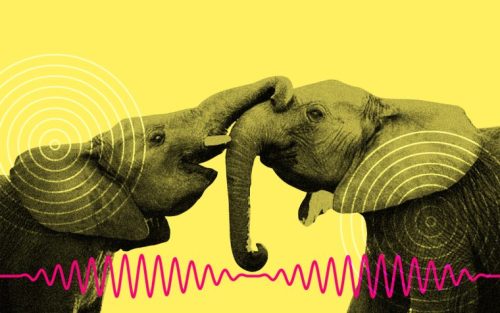 هل ستتمكّن من التواصل مع حيوانك الأليف بشكل أفضل في المستقبل بفضل تقنيات الذكاء الاصطناعي؟